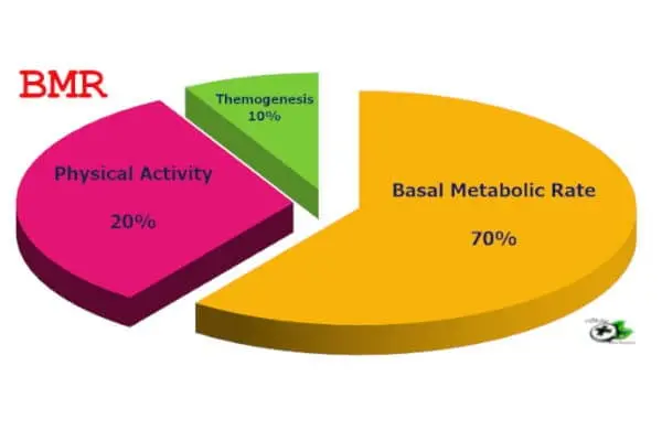 Basal Metabolic Rate Weight Loss Calculator-BMR proportion of human energy expenditure