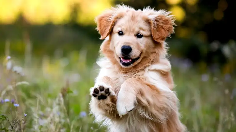 Cheerful dog with paws