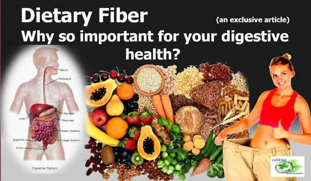 Dietary Fiber and Digestive Health - Why so important?