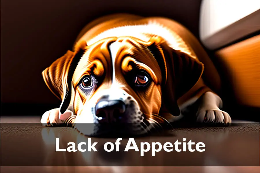 Constipation Symptoms of Dogs - Lack of appetite and stress 