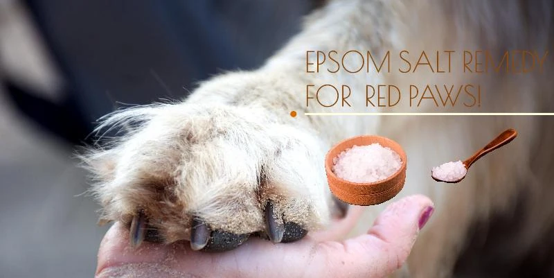 Epsom salt remedy for dog red paws