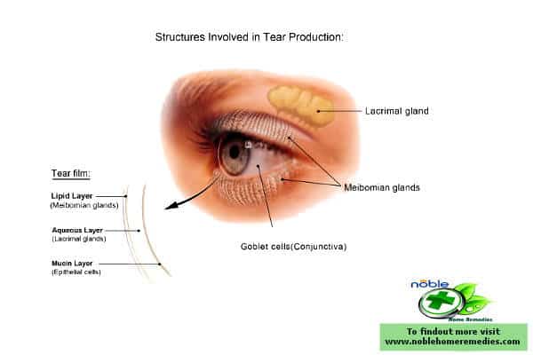 Eyes tear production structure