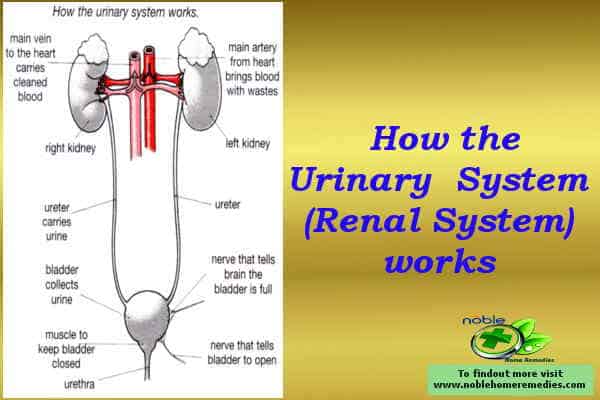 How Urinary System works