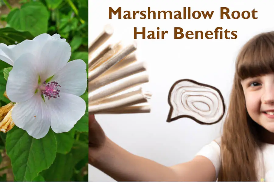 Marshmallow root hair benefits and how to use it