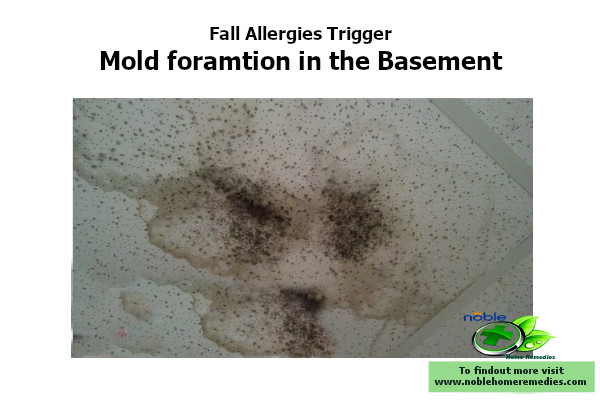 mold formation in the ceiling of the basement