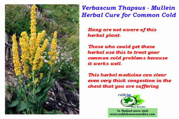 herbal medicine for cold with Mullein 