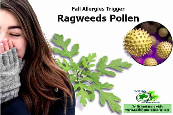 Ragweed pollen triggers most of the fall allergy symptoms