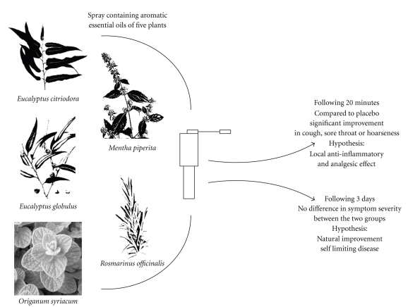 Randomized study using essential oil effects on respiratory tract infections patients