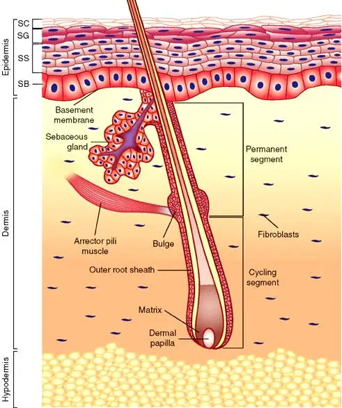 Anatomy of skin