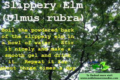 Ulmus rubra - Slippery Elm for sore throat