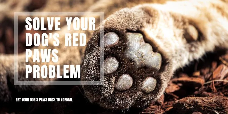 Dog Paws Red Between Toes Home Remedies: 5 Tips That Work