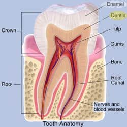 Tooth Anatomy with Enamel and Dentin