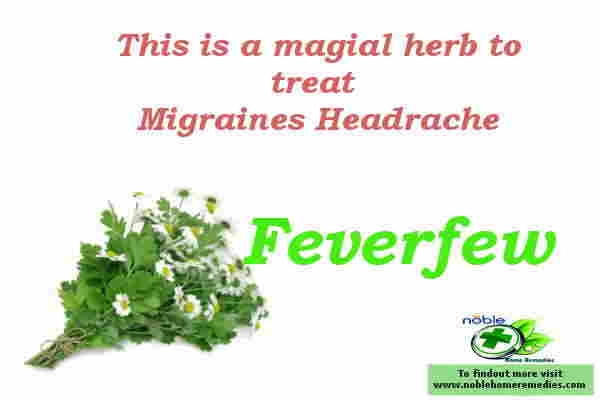  Feverfew herb is known for centuries to treat migraine headache