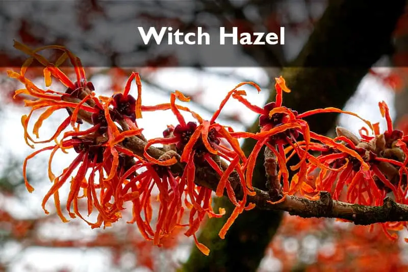 Witch Hazel Medicinal Plant