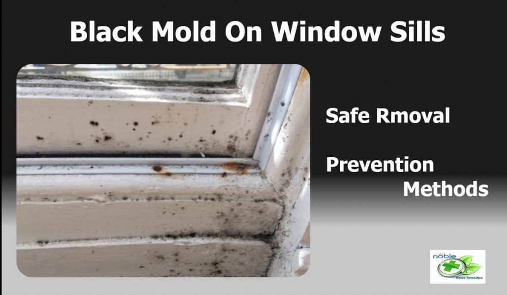 Black mold growth on window sills