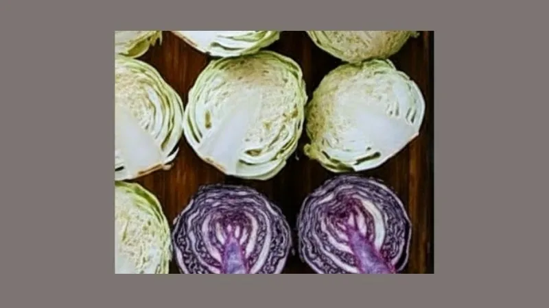 cabbage slices