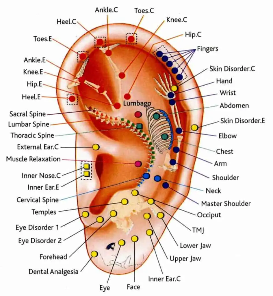 ear piercing chart including weight loss