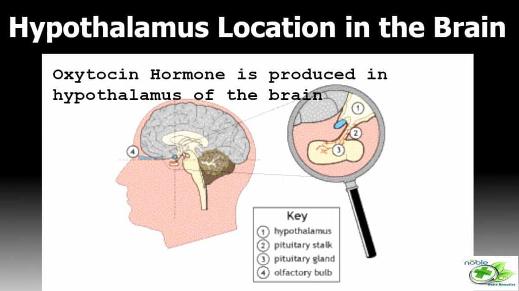 hypothalamus part is located at the base of the brain. This part only produces the so called love hormone 