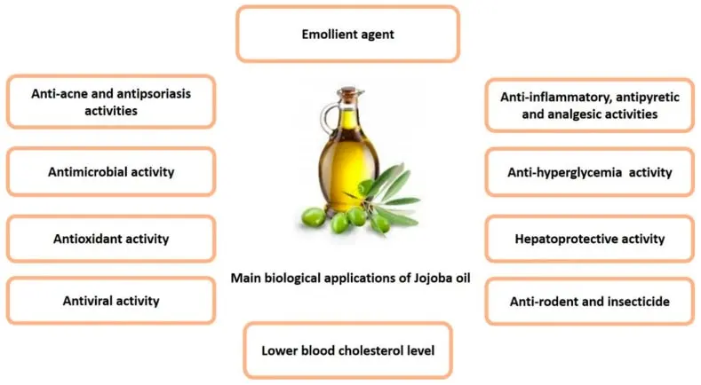 Summary of the main biological activities of jojoba oil