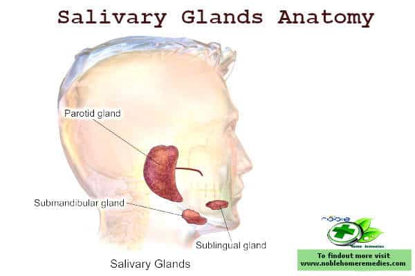 Salivary Glands Anatomy