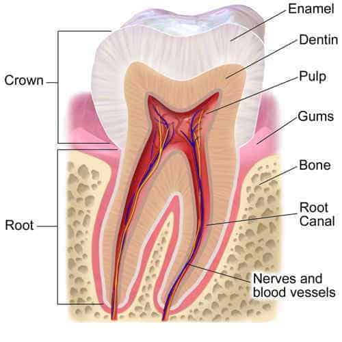 the best natural pain relief for toothache - ToothAnatomy