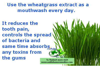 the best natural pain relief for toothache - wheatgrass